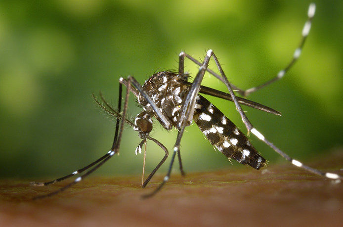A close-up of a mosquito
