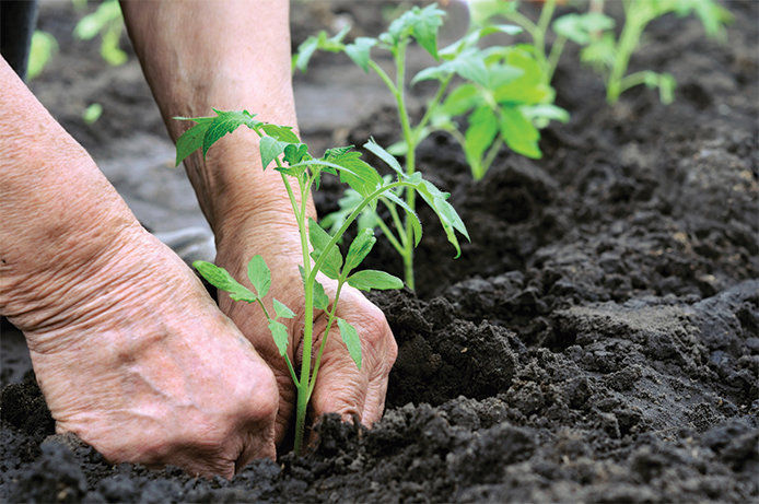 Person transplanting small plant into the soil
