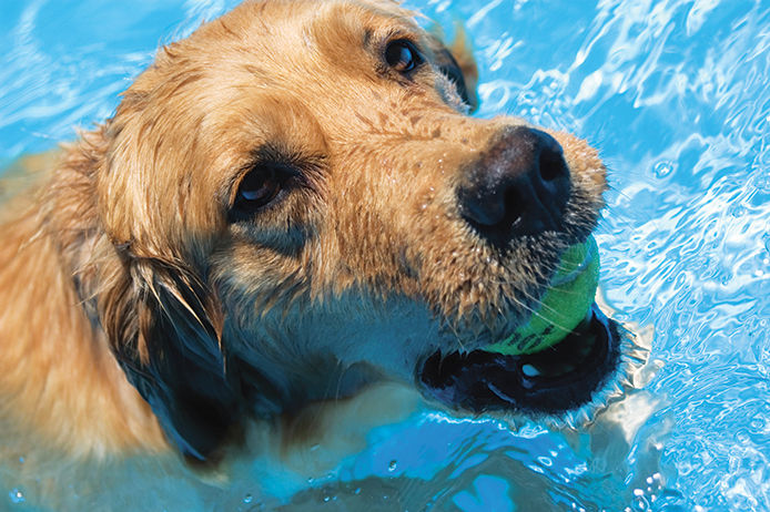 A golden retriever swimming in a pool