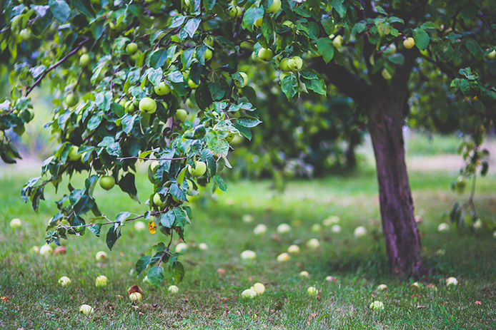 Green apples falling off of the tree branch and on to the ground