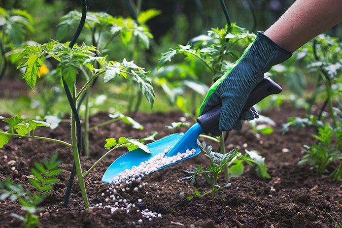 Spreading fertilizer in vegetable garden with spade