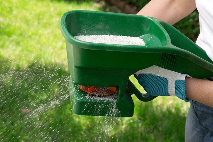 Hand fertilizing a lawn