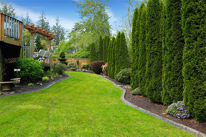 Backyard landscaping with tall shrubs