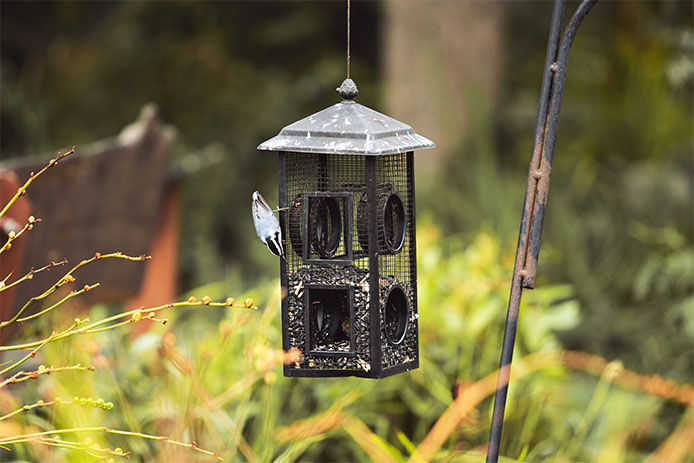 Small bird perched on the side of a black, tall, house-like bird feeder