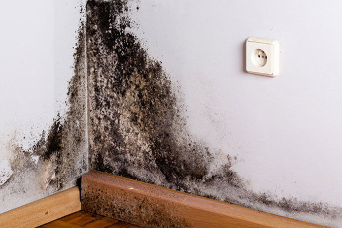 An indoor living room wall with mold growing the corner 