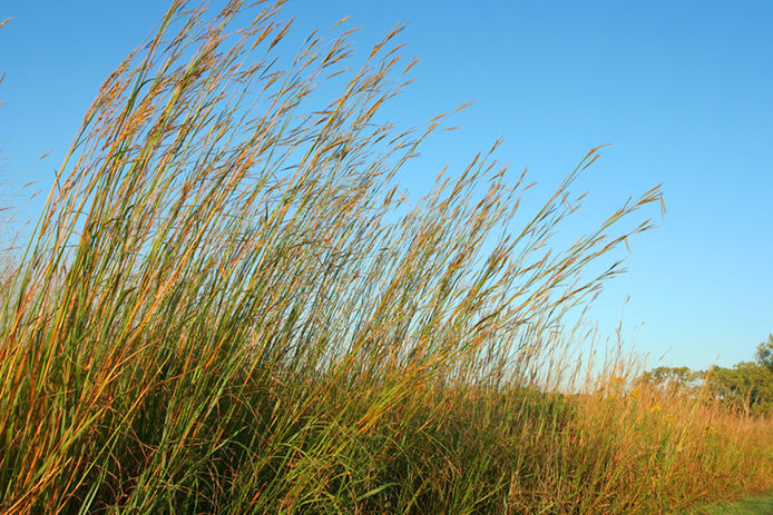 Big Bluestem