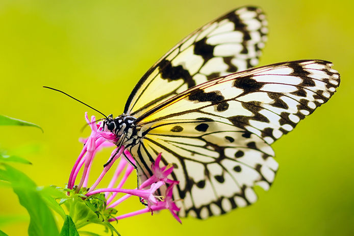A butterfly perched on top of a flower