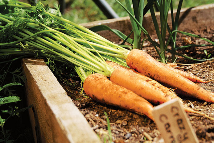 A close up of a bushel of carrots laying in a raised garden bed