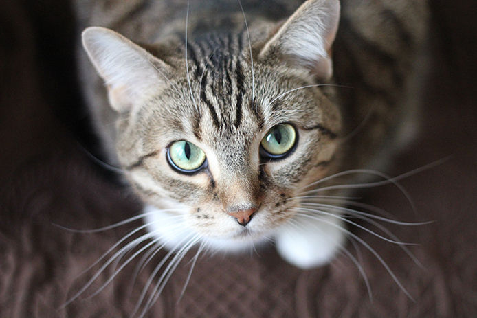 Close-up of cat looking up