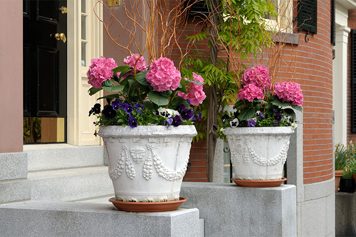 Pink flowers in elegant white flower pots