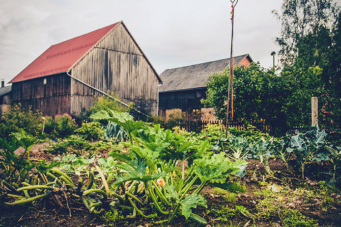 A farmhouse with a plentiful family garden with zuchinni, lettuce, and brussel sprouts