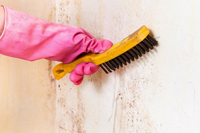 A womans hand wearing a pink rubber glove using a wirebrush to clean mold off a living room wall