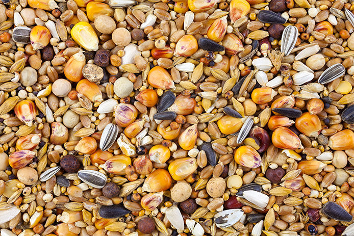 A close-up of a bird seed mix with corn kernals and sunflower seeds