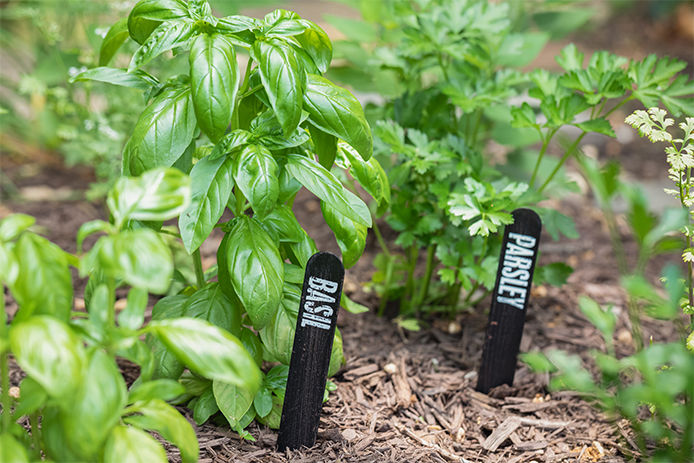 Wood plant markers in the ground