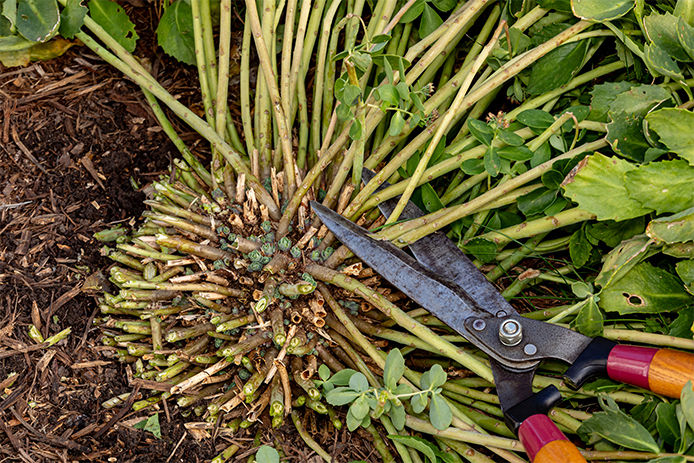 Pruning Sedum plant in autumn.