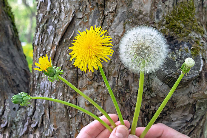 A person holding four dandelions, each at a different stage of life