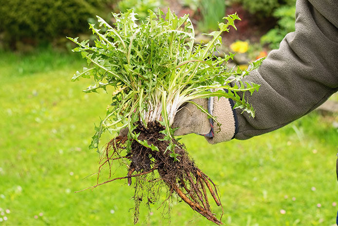 A person holding a pulled dandelion plant that has a large root system
