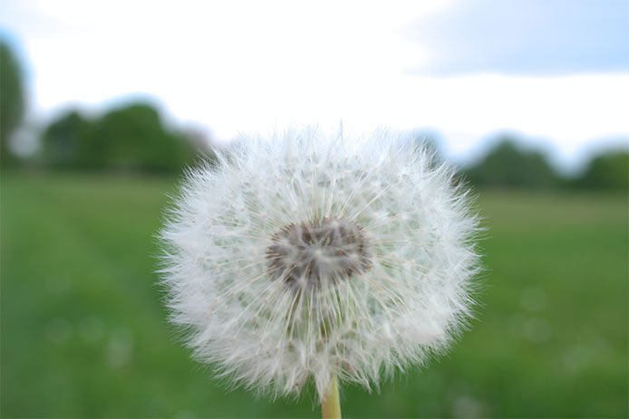 A close-up of a dandelion seed head