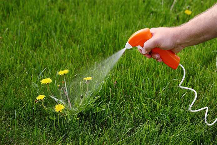 A person spraying weed killer on a dandelion plant