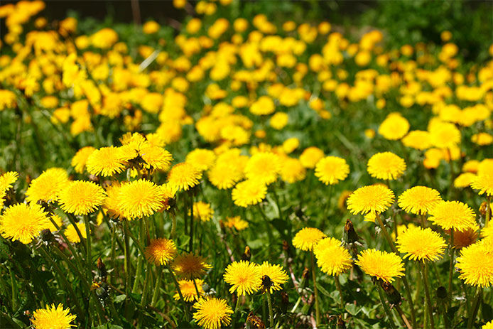 A lawn full of dandelions