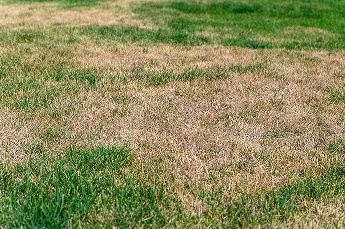 A patchy lawn