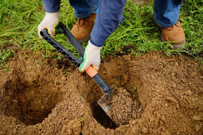 Digging holes for juniper plants hedge
