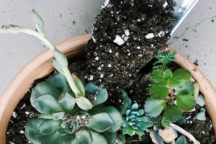 Filling a pot with soil