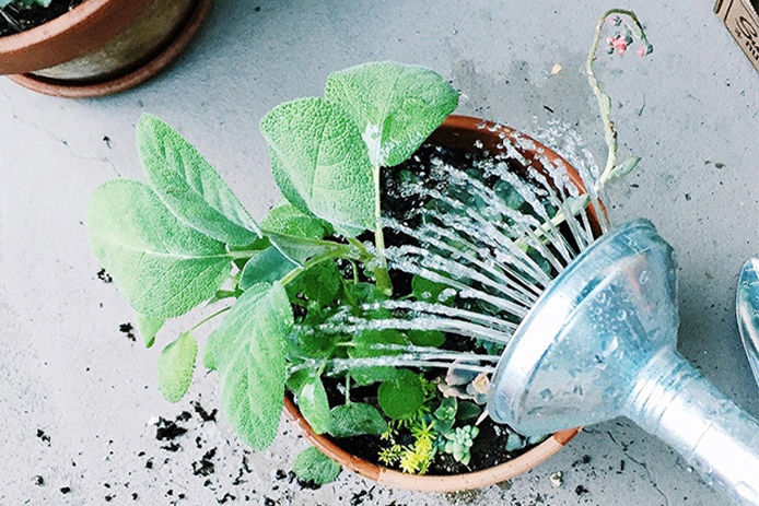 Watering succulents and herbs
