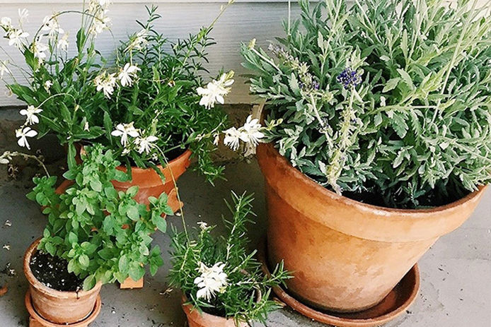 Pots of herbs and succulents