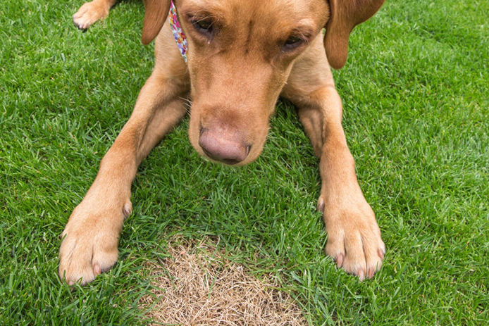 Dog laying on the grass behind a brown spot of dead grass