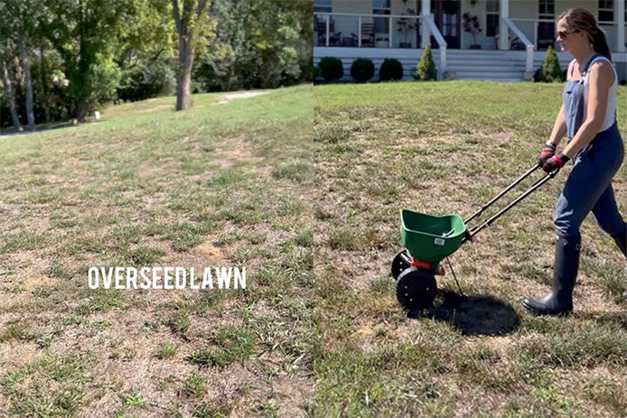 Overseeding a lawn