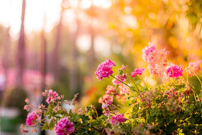 A close up image of pink flowers in the sunset
