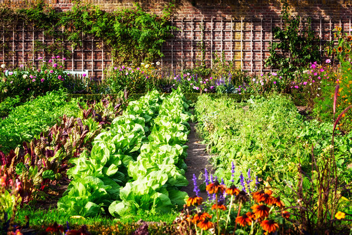 Luscious garden with rows of plants