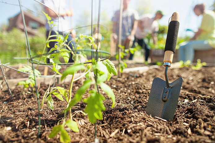 Close-up of a caged tomato plant with mulch on top of the soil