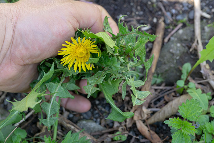 A person removing a dandelion form a garden