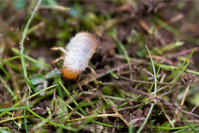Grub in lawn