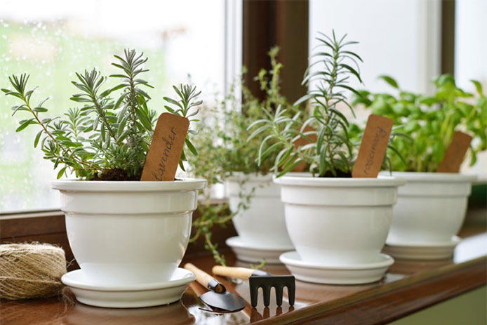 Indoor herbs in small pots on windowsill