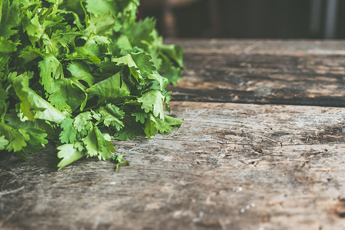 Fresh cilantro on a wooden tabletop
