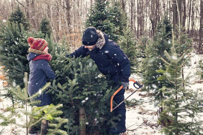 father and son getting a christmas tree