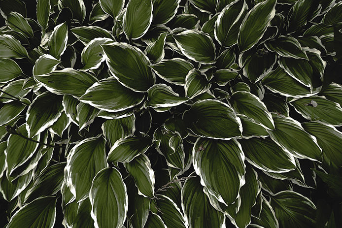 Hostas