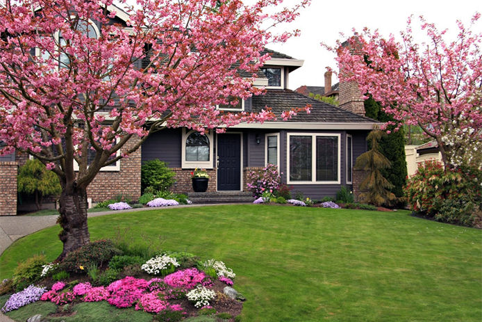 Cherry Tree in the front yard of a blue gray house