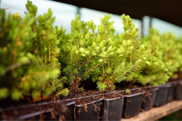 Juniper plants in plastic pots at nursery