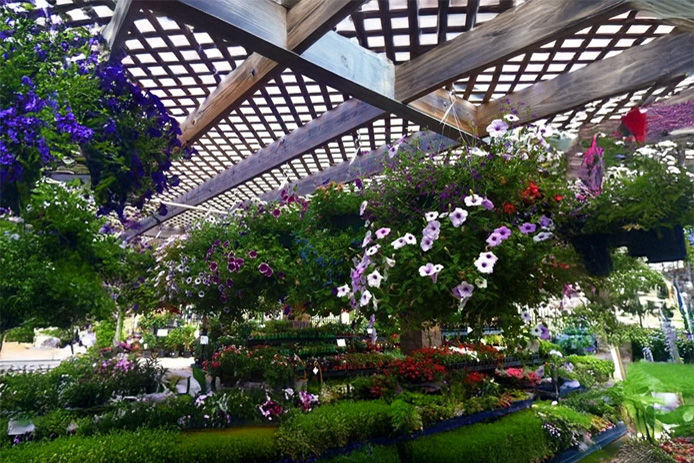 flower nursery with lattice ceilings and flowers