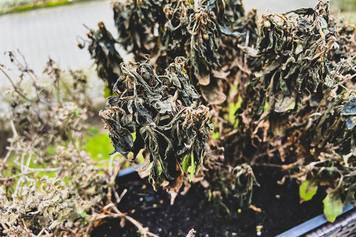 dead flowers in window box