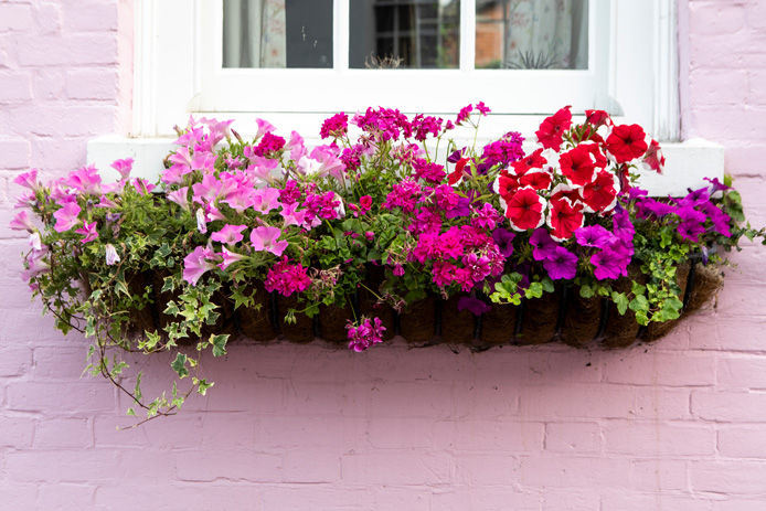 flowers in window box