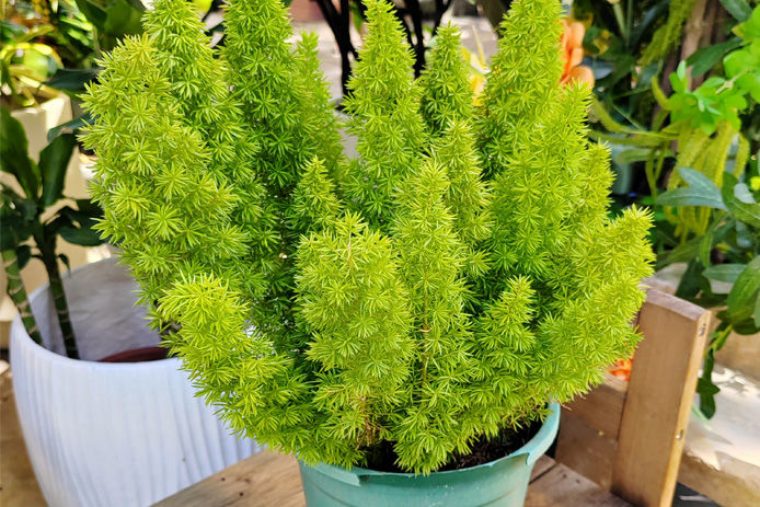 asparagus fern