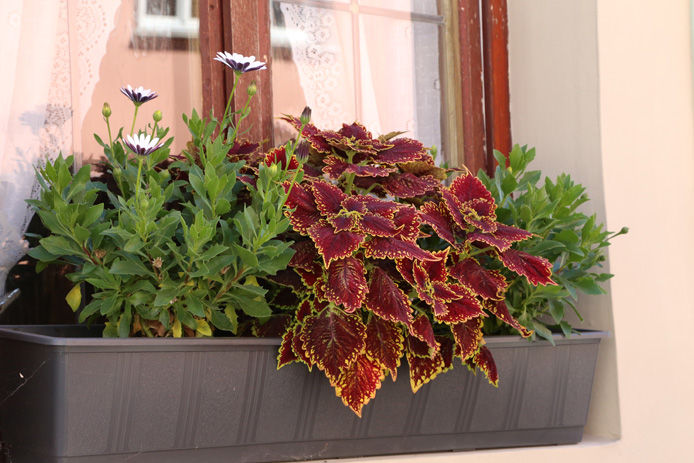 window box with flowers