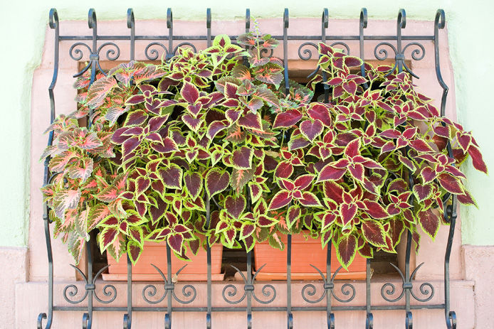 window box with flowers