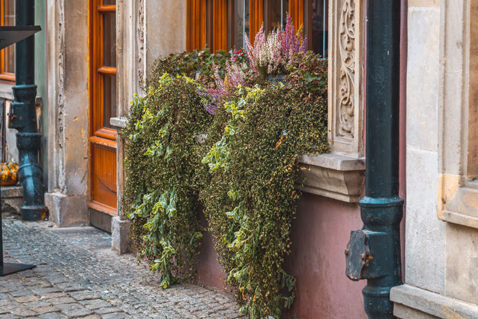 window box with flowers spilling out