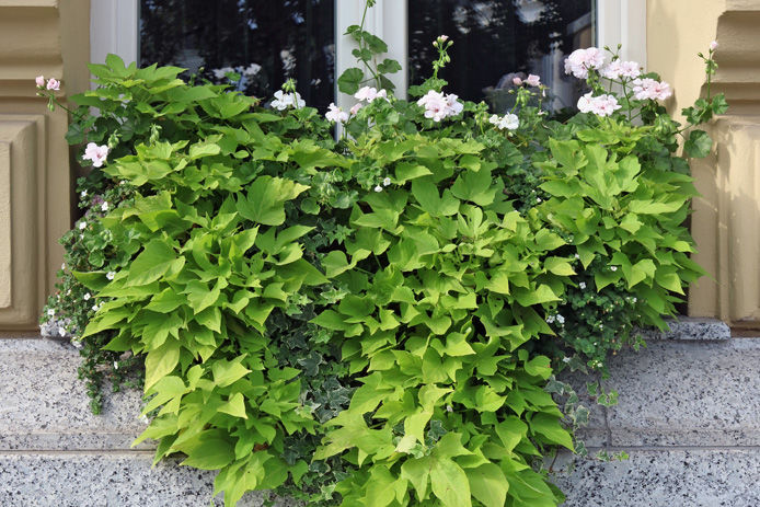 potato vines in window box